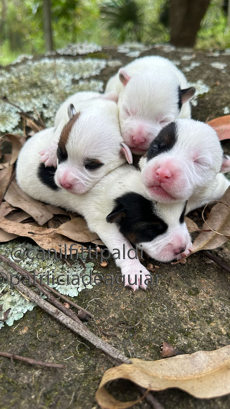 Macho Jack Russell Terrier bicolor Canil Fittipaldi